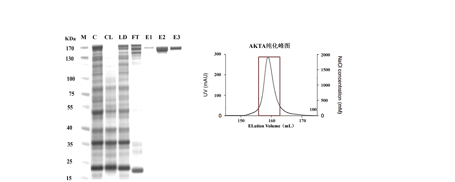 Protein ExpressionProtein and VLP ServiceCRO Service